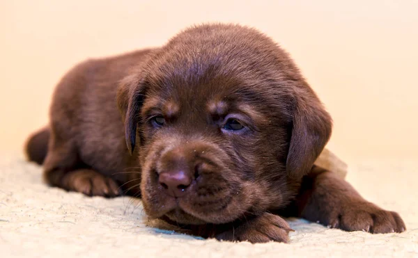 Welpen Retriever Labrador Retriever Hund braune Schokoladenfarbe — Stockfoto