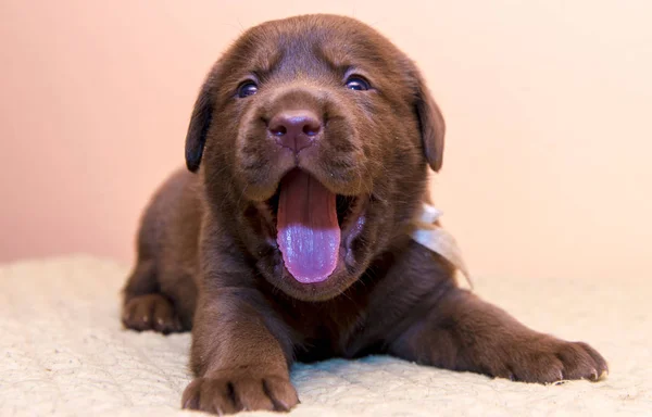 Puppy retriever labrador retriever dog brown chocolate color — Stock Photo, Image
