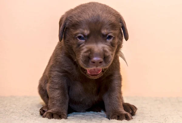 Welpen Retriever Labrador Retriever Hund braune Schokoladenfarbe — Stockfoto
