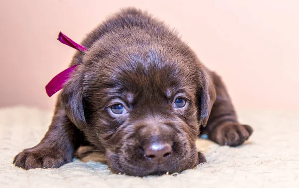 Cachorro retriever labrador retriever perro marrón chocolate color — Foto de Stock