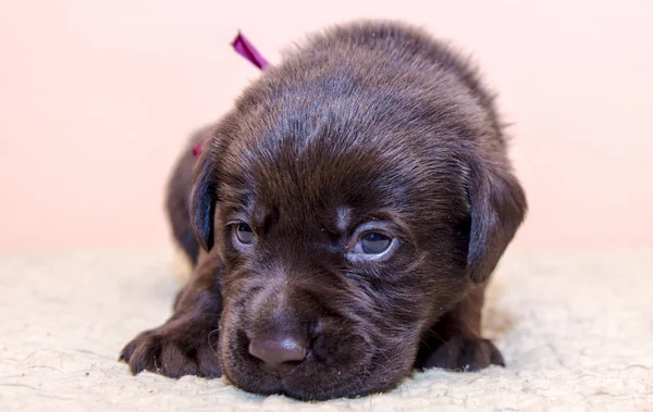 Welpen Retriever Labrador Retriever Hund braune Schokoladenfarbe — Stockfoto