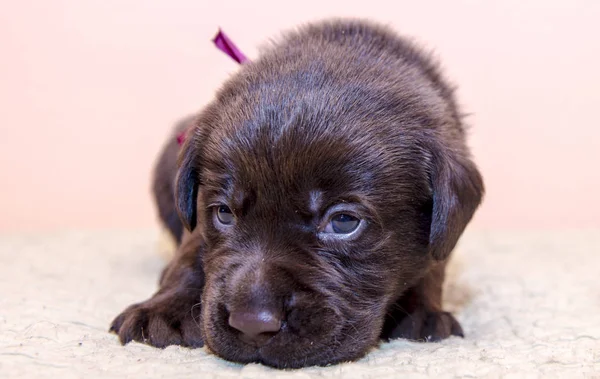 Cachorro retriever labrador retriever perro marrón chocolate color — Foto de Stock