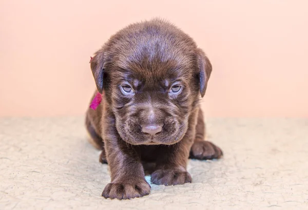 Puppy retriever labrador retriever cane colore cioccolato marrone — Foto Stock