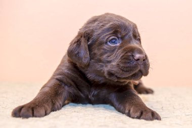 Köpek yavrusu retriever labrador retriever köpek kahverengi çikolata rengi