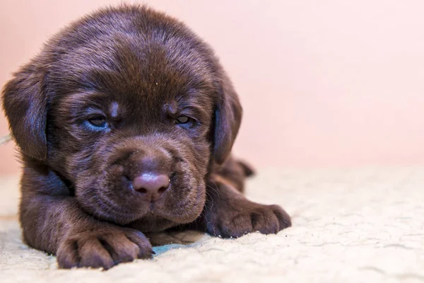 Štěně retrívra Labradorský retrívr pes hnědá čokoládová barva — Stock fotografie