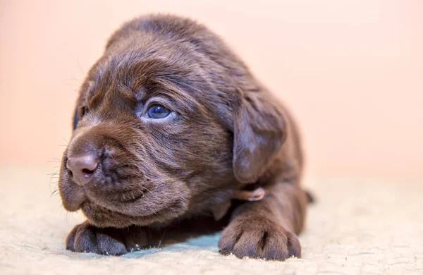 Štěně retrívra Labradorský retrívr pes hnědá čokoládová barva — Stock fotografie