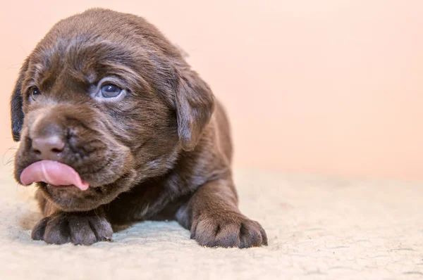 Cachorro retriever labrador retriever perro marrón chocolate color —  Fotos de Stock