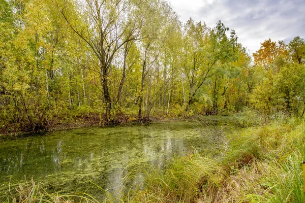 Riverbank Dans Parc Arboré Jour Automne — Photo