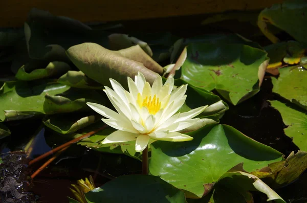 Water lily in Srinagar in Kashmir, India — Stock Photo, Image