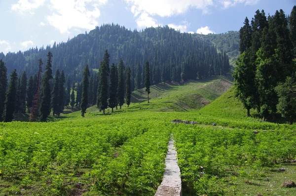 Krajobraz w Sonamarg w Kaszmir, Indie — Zdjęcie stockowe
