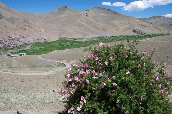 Landscape near Kargil in Ladakh, India — Stock Photo, Image