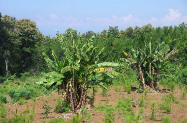 Endonezya 'daki Java adasında kırsal alan