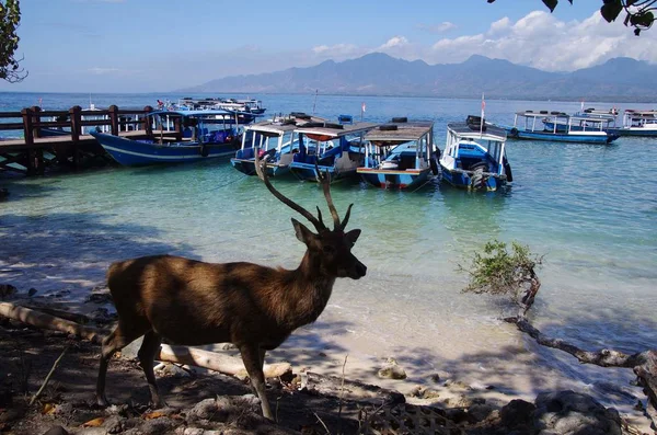 Hind Menjangan Island Indonesia — стокове фото