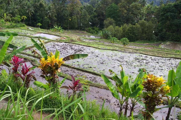 Campos Arroz Isla Bali Indonesia — Foto de Stock