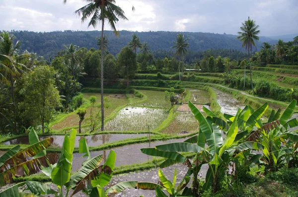 Campos Arroz Isla Bali Indonesia — Foto de Stock