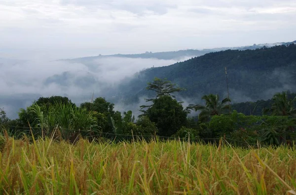 Landskap Munduk Bali Indonesien Stockbild