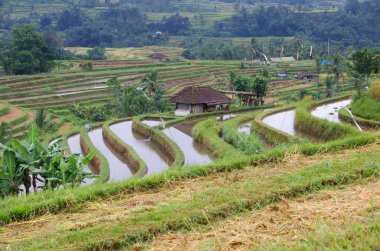 Endonezya 'nın Bali adasındaki Jatiluwih pirinç tarlaları, Güneydoğu Asya