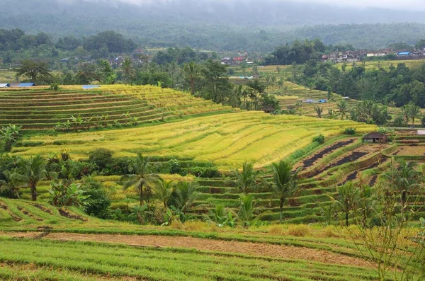 Jatiluwih Risfält Bali Indonesien Sydostasien — Stockfoto
