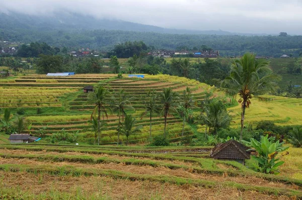 Jatiluwih Risfält Bali Indonesien Sydostasien — Stockfoto