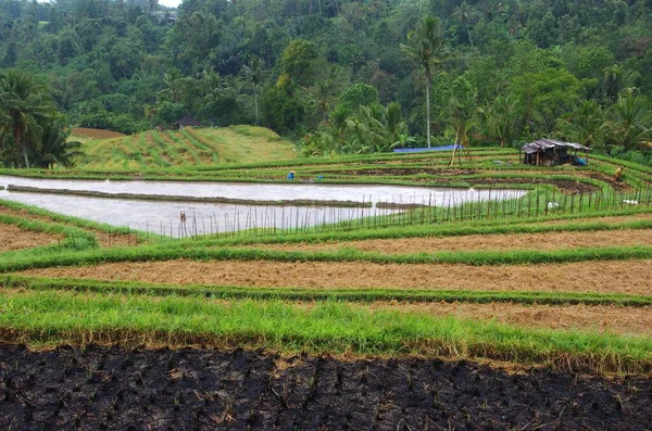 Campi Riso Sull Isola Bali Indonesia Sud Est Asiatico — Foto Stock