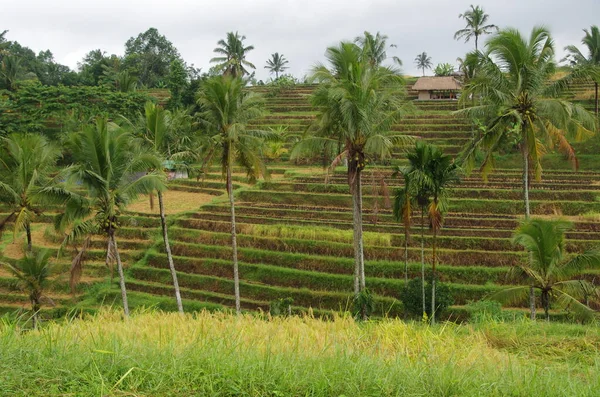 Giacimenti Riso Jatiluwih Sull Isola Bali Indonesia Sud Est Asiatico — Foto Stock