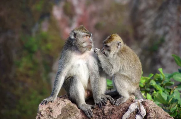 Singes Mont Batur Sur Île Bali Indonésie Asie Sud Est — Photo