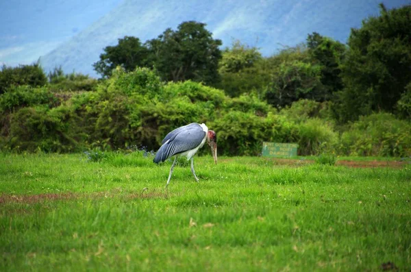 東アフリカのタンザニアのンゴロンゴロ火口のマラブー — ストック写真