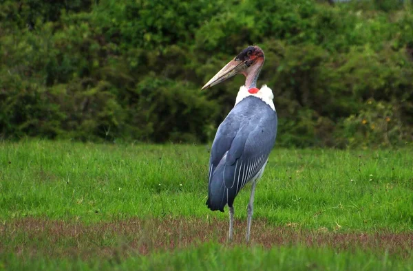 Marabou Ngorongoro Kratern Tanzania Östafrika Stockfoto