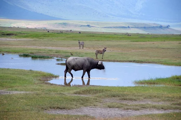 Büffel Ngorongoro Krater Tansania — Stockfoto