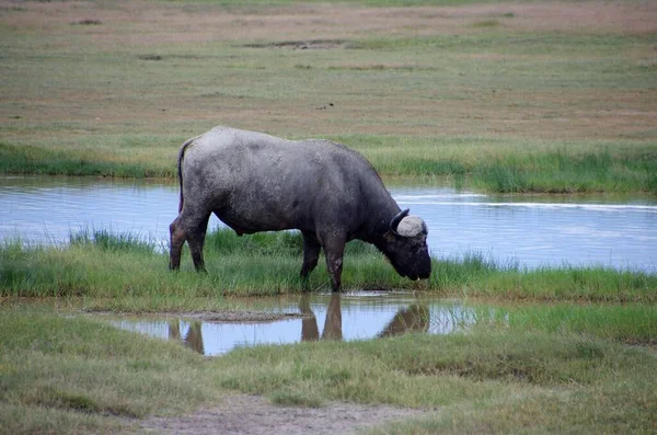 Buffalo Nel Cratere Ngorongoro Tanzania — Foto Stock