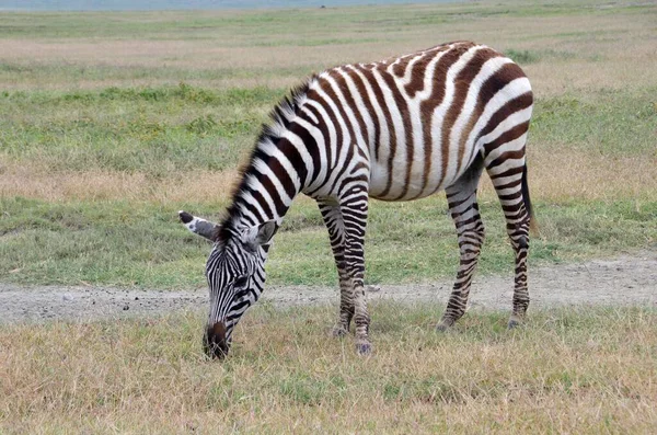 Zebra Ngorongoro Crater Tanzania — Stock Photo, Image