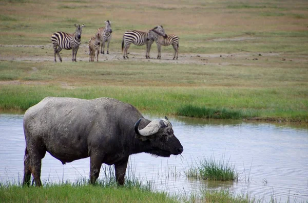 Βουβάλι Στον Κρατήρα Ngorongoro Στην Τανζανία — Φωτογραφία Αρχείου