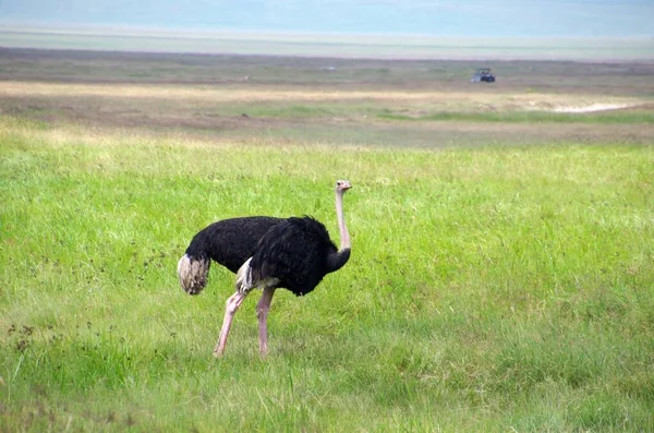 Avestruz Cratera Ngorongoro Tanzânia — Fotografia de Stock