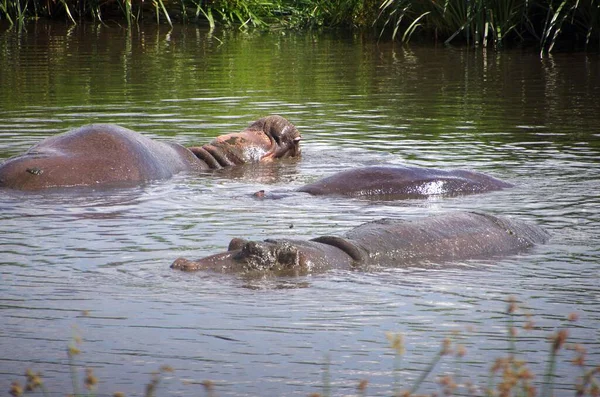 Hipopotam Kraterze Ngorongoro Tanzanii — Zdjęcie stockowe