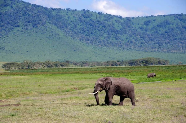 Elefante Cráter Ngorongoro Tanzania — Foto de Stock