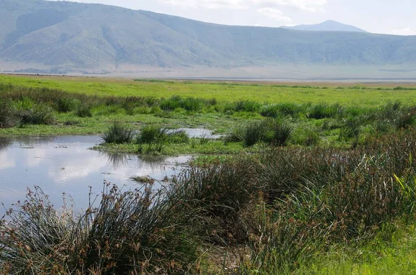 Landskap Ngorongoro Kratern Tanzania — Stockfoto
