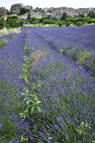Lavendelblommor växer provence fält Frankrike Royaltyfria Stockbilder