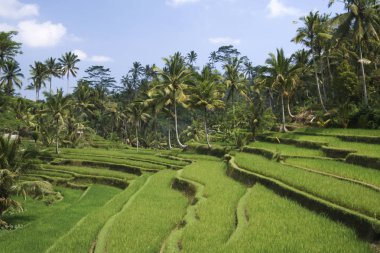 yemyeşil yeşil pirinç alanları ubud bali teraslı 