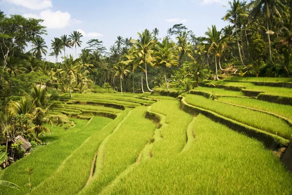Weelderige groen terrasvormige rijst velden ubud bali — Stockfoto
