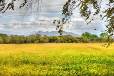 Panama kırsal alanda güzel pirinç 