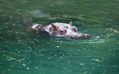 Büyük su aygırı Yüzme bir nehir ile su üstünde onun baş 