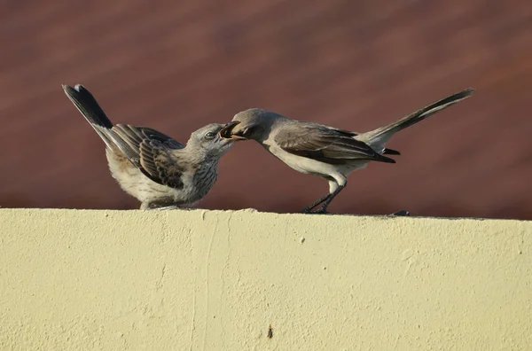 Anya mockingbird etetés a fiatalok egy — Stock Fotó