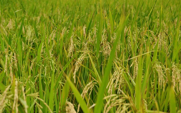Nærbillede af en rismark, der viser næsten modne korn - Stock-foto