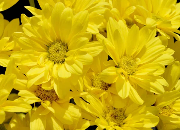 Margaridas amarelas bonitas no sol — Fotografia de Stock