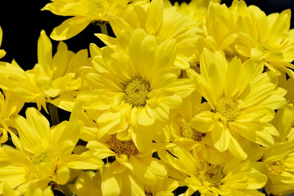 Margaridas amarelas bonitas no sol — Fotografia de Stock