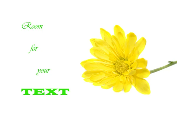 Gele daisy bloem geïsoleerd op wit met kopie ruimte — Stockfoto