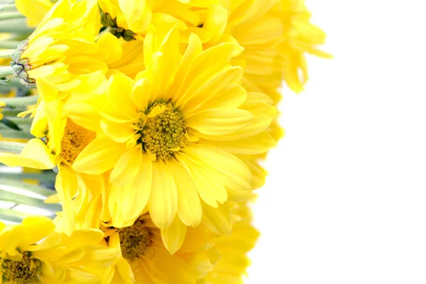 Margaridas amarelas flores isoladas em branco com espaço de cópia — Fotografia de Stock