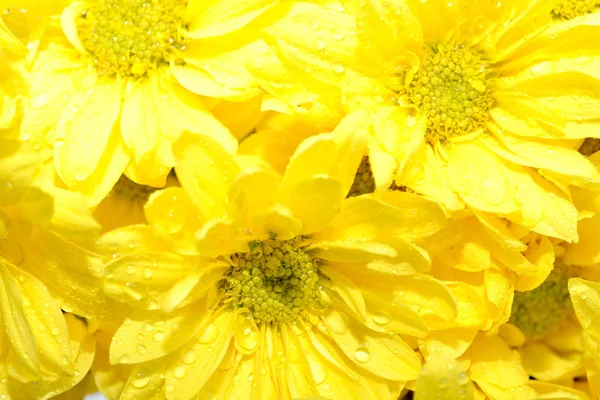 宏拍摄的一组黄色的雏菊 — 图库照片