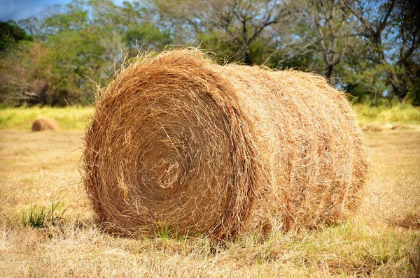 Una bala de heno en un campo de pastos con un hermoso cielo azul y árboles —  Fotos de Stock