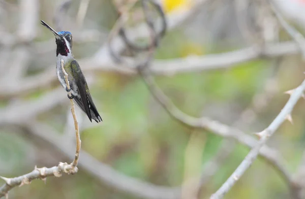 긴 청구 Starthroat (Heliomaster longirostris) — 스톡 사진